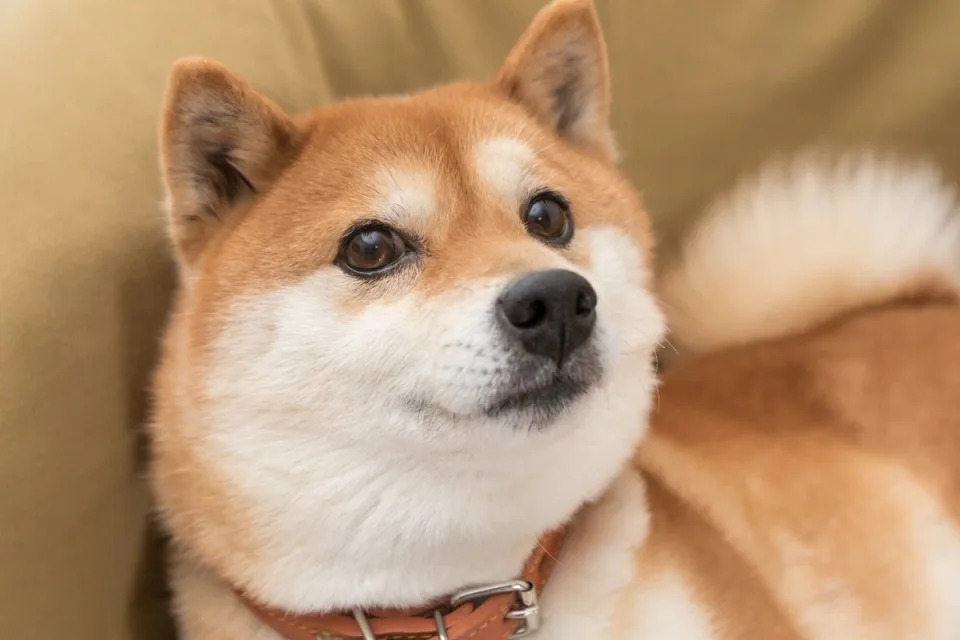 Can Dogecoin Reach $1?