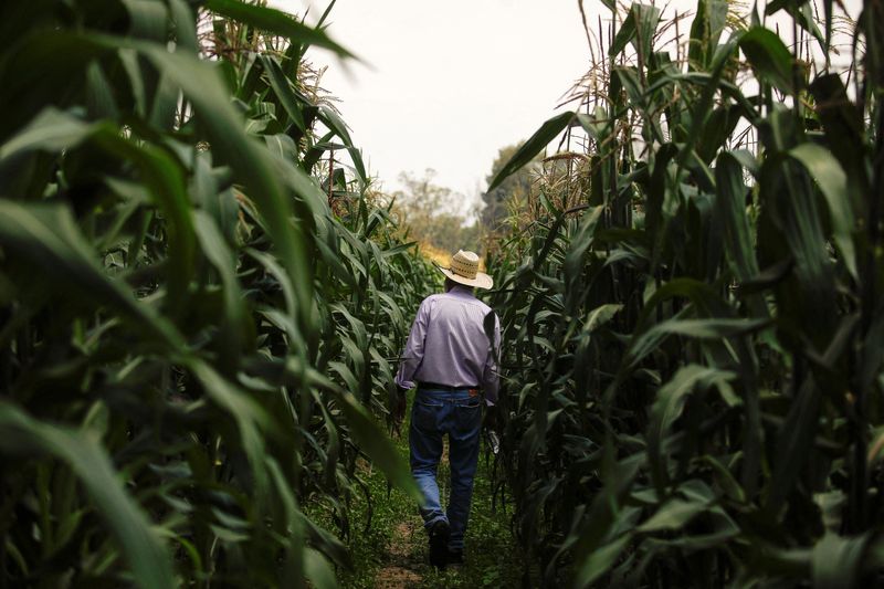 Mexican president confident Congress will ban planting GM corn in 2025