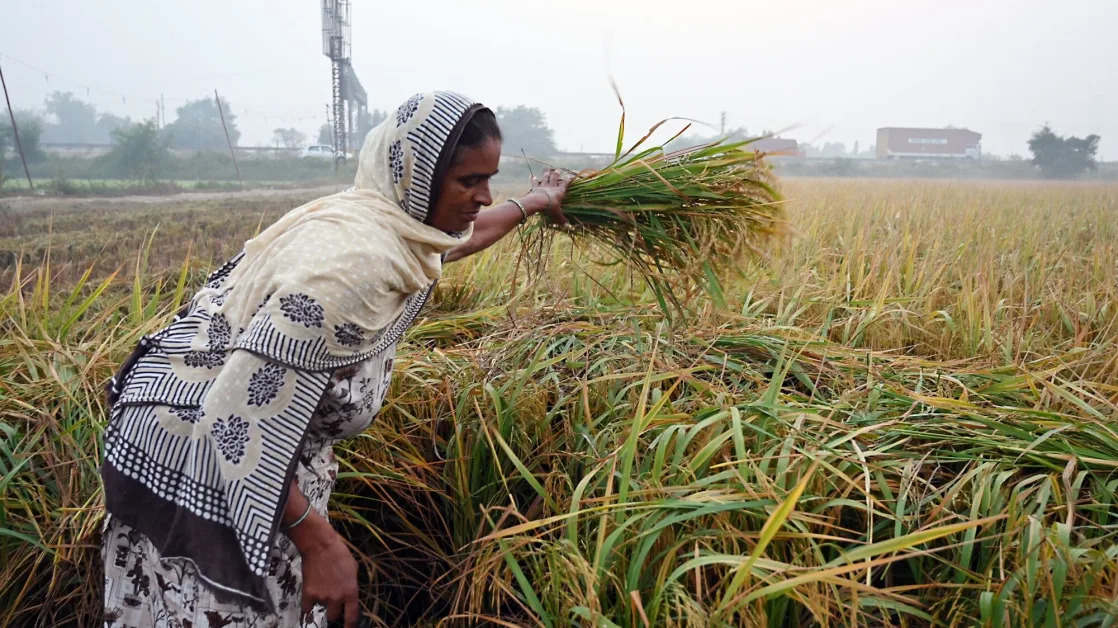 India Considers Lifting Ban on Trade in Some Crop Futures