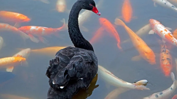 5 black swan events that could surprise the market this year